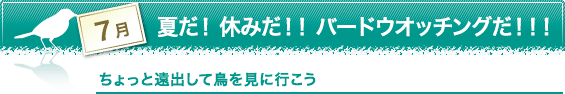 7月　夏だ！　休みだ！！　バードウオッチングだ！！！