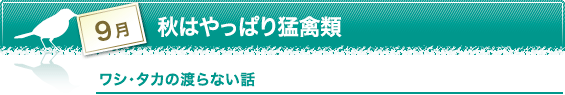 9月　秋はやっぱり猛禽類