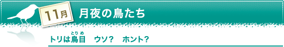 11月　月夜の鳥たち　トリは鳥目(とりめ)　ウソ？　ホント？