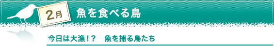 2月　魚を食べる鳥　今日は大漁！？　魚を捕る鳥たち