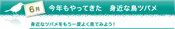 6月　今年もやってきた　身近な鳥ツバメ　身近なツバメをもう一度よく見てみよう！