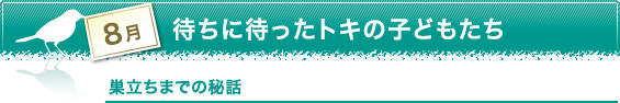 8月　待ちに待ったトキの子どもたち　巣立ちまでの秘話