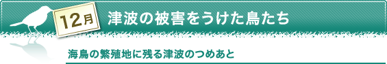 12月　津波の被害をうけた鳥たち　鳥の繁殖地に残した津波のつめあと