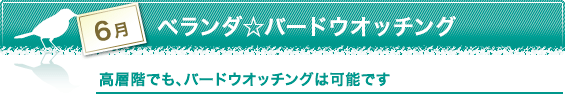 6月　ベランダ☆バードウオッチング　高層階でも、バードウオッチングは可能です