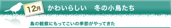 12月　かわいらしい　冬の小鳥たち