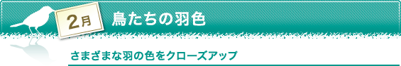 2月　鳥たちの羽色