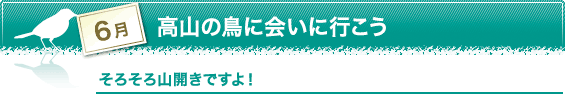 6月　高山の鳥に会いに行こう　そろそろ山開きですよ！