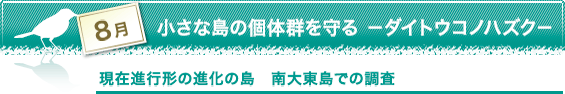 8月 小さな島の個体群を守る　－ダイトウコノハズク－