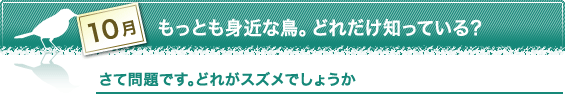 10月 もっとも身近な鳥。どれだけ知っている？