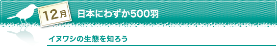 日本にわずか500羽