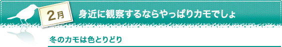 身近に観察するならやっぱりカモでしょ