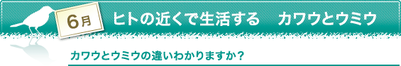 カワウとウミウの違いわかりますか？