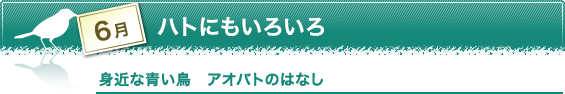 身近な青い鳥　アオバトのはなし