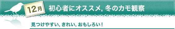 12月　初心者におすすめ，冬のカモ観察　見つけやすい，きれい，おもしろい