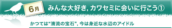 6月　みんな大好き，カワセミに会いに行こう①　かつては“清流の宝石”，今は身近な水辺のアイドル