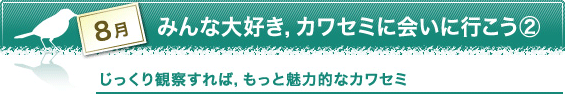 8月　みんな大好き，カワセミに会いに行こう②　じっくり観察すれば，もっと魅力的なカワセミ