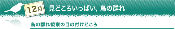 12月　見どころいっぱい，鳥の群れ　鳥の群れ観察の目の付けどころ