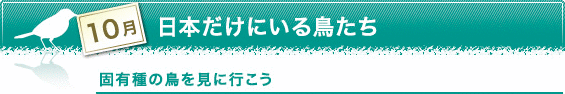 10月　日本だけにいる鳥たち　固有種の鳥を見に行こう