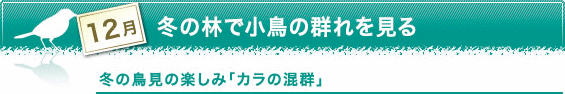 12月　冬の林で小鳥の群れを見る　冬の鳥見の楽しみ「カラの混群」