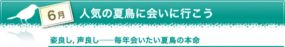 6月　人気の夏鳥に会いに行こう　姿良し，声良し――毎年会いたい夏鳥の本命