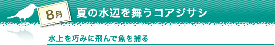 8月　夏の水辺を舞うコアジサシ　水上を巧みに飛んで魚を捕る