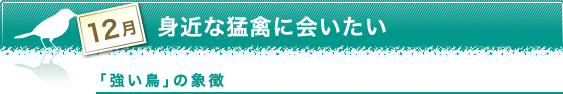 12月　身近な猛禽に会いたい　「強い鳥」の象徴