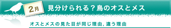 2月　見分けられる？鳥のオスとメス　オスとメスの見た目が同じ理由，違う理由