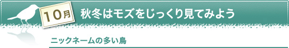10月　秋冬はモズをじっくり見てみよう　ニックネームの多い鳥