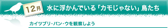 12月　水に浮かんでいる「カモじゃない」鳥たち　カイツブリ・バン・ウを観察しよう
