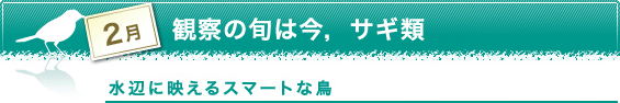 2月　観察の旬は今，サギ類　水辺に映えるスマートな鳥