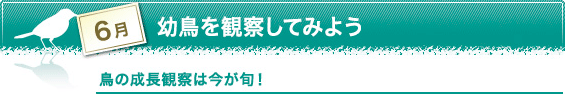 6月　幼鳥を観察してみよう　鳥の成長観察は今が旬！