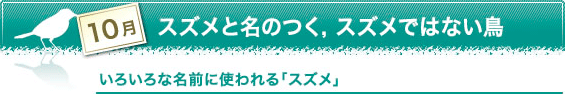 10月　スズメと名のつく，スズメではない鳥　いろいろな名前に使われる「スズメ」